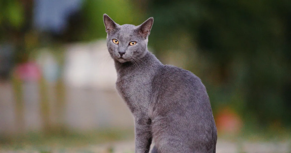 Enfermedades comunes en el gato europeo: prevención y cuidados esenciales