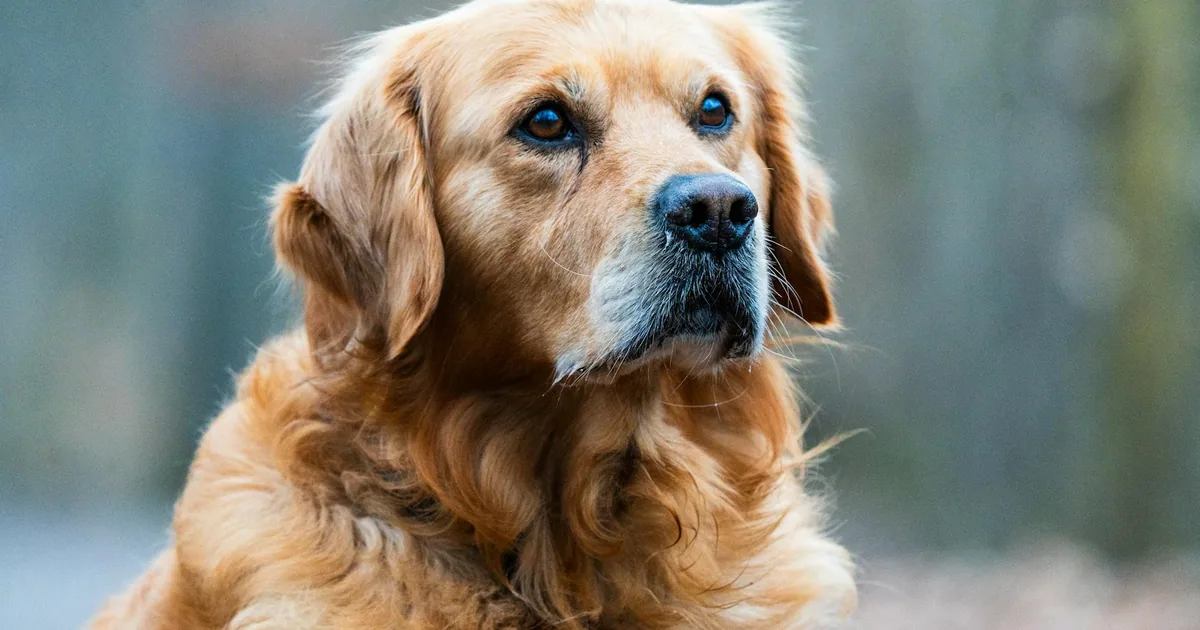 Flat-Coated Retriever: Características y cuidados en Colombia