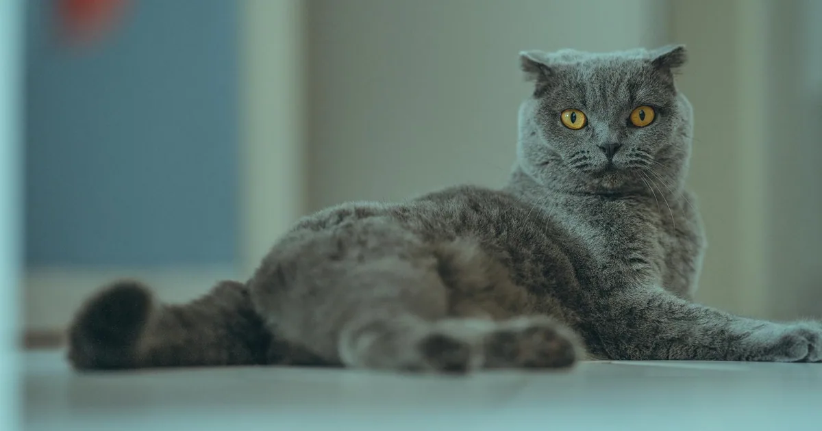 Problemas de Salud Comunes en Gatos Scottish Fold