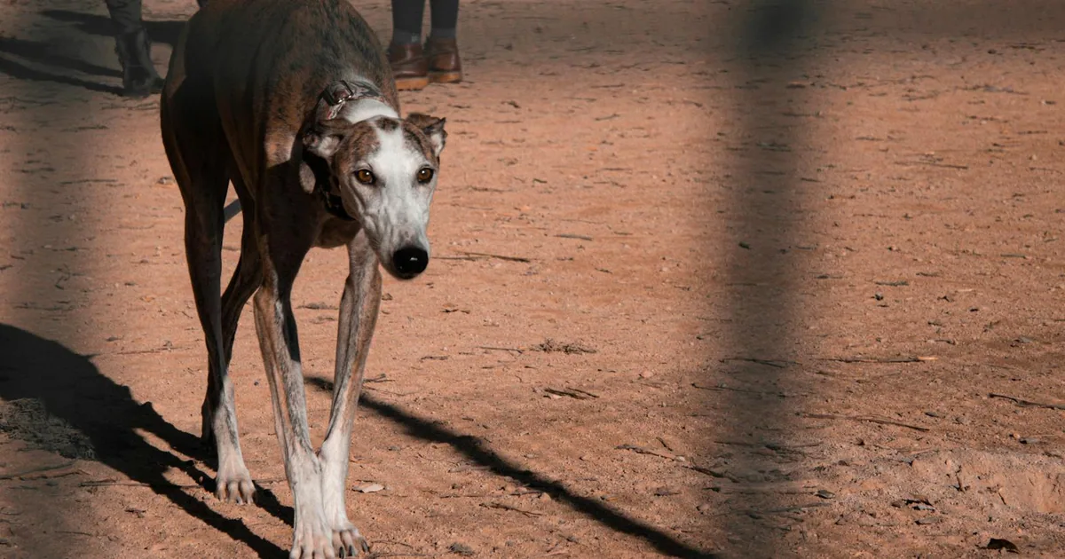 Galgo Italiano: Características, Cuidados y Adaptación en Colombia