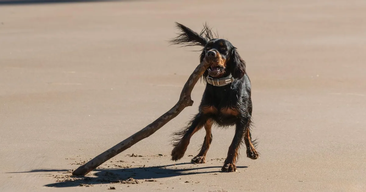 Gordon Setter: Características, Cuidados y Adaptación en Colombia