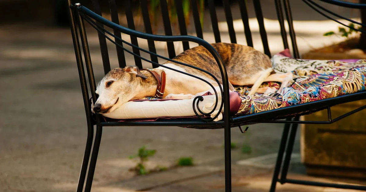 Greyhound: Características, Cuidados y Adaptación en Colombia