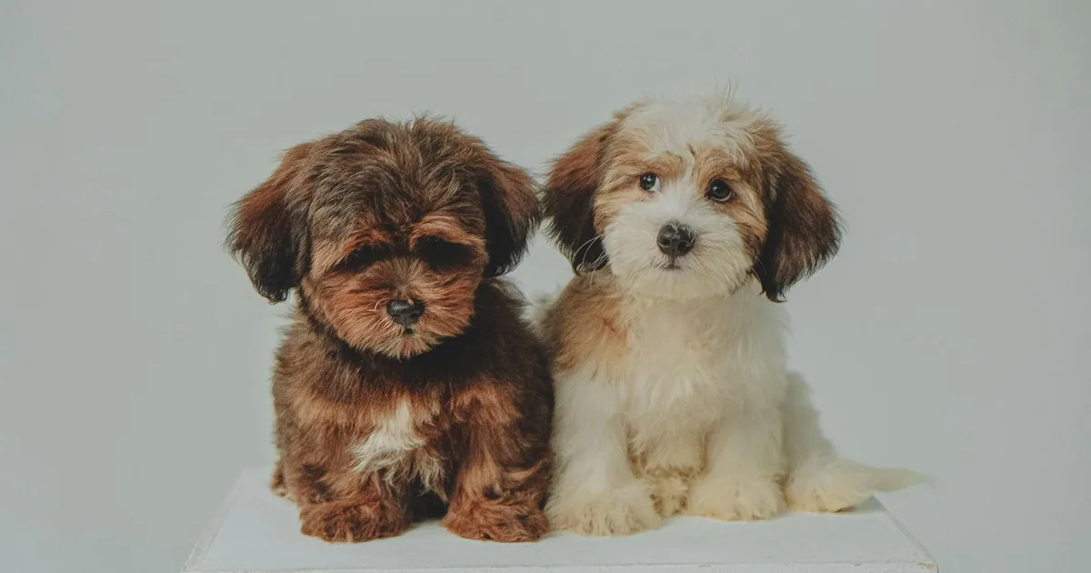 Havanese: Características, Cuidados y Adaptación en Colombia