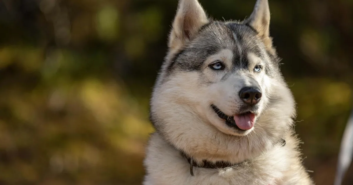 Cuidados Esenciales para Huskies Siberianos en Climas Cálidos de Colombia