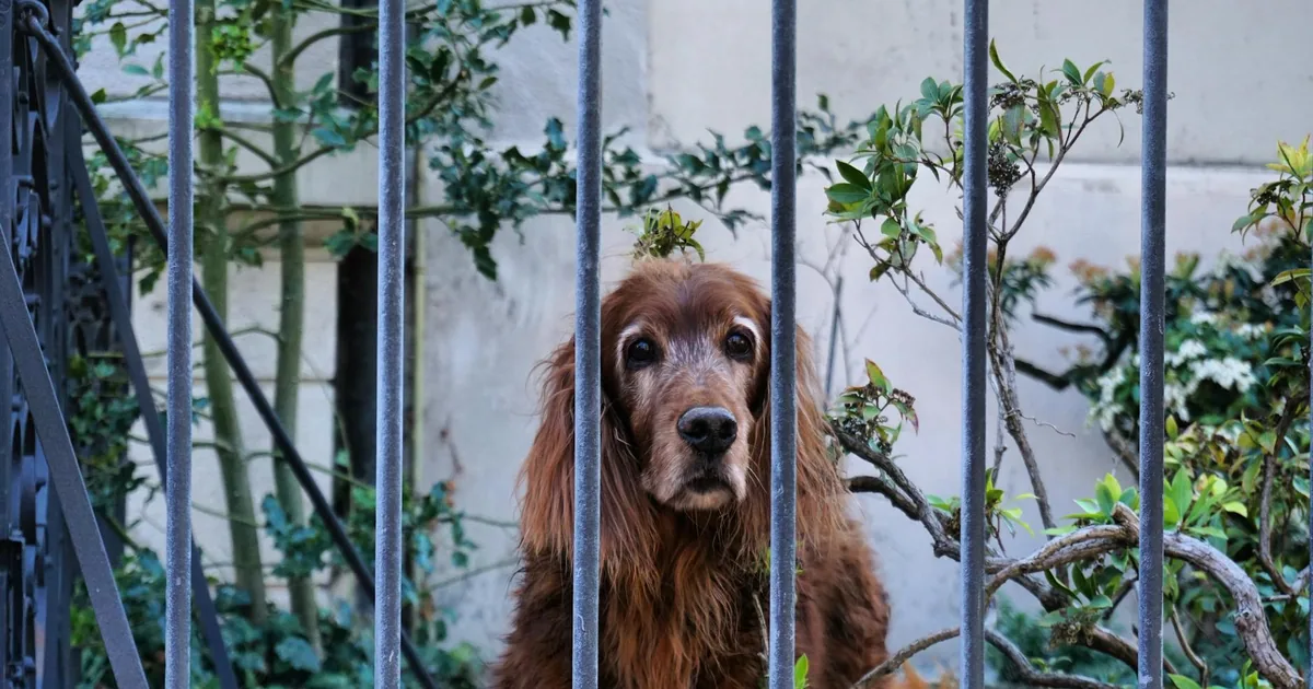 Irish Setter: Características, Cuidados y Adaptación en Colombia