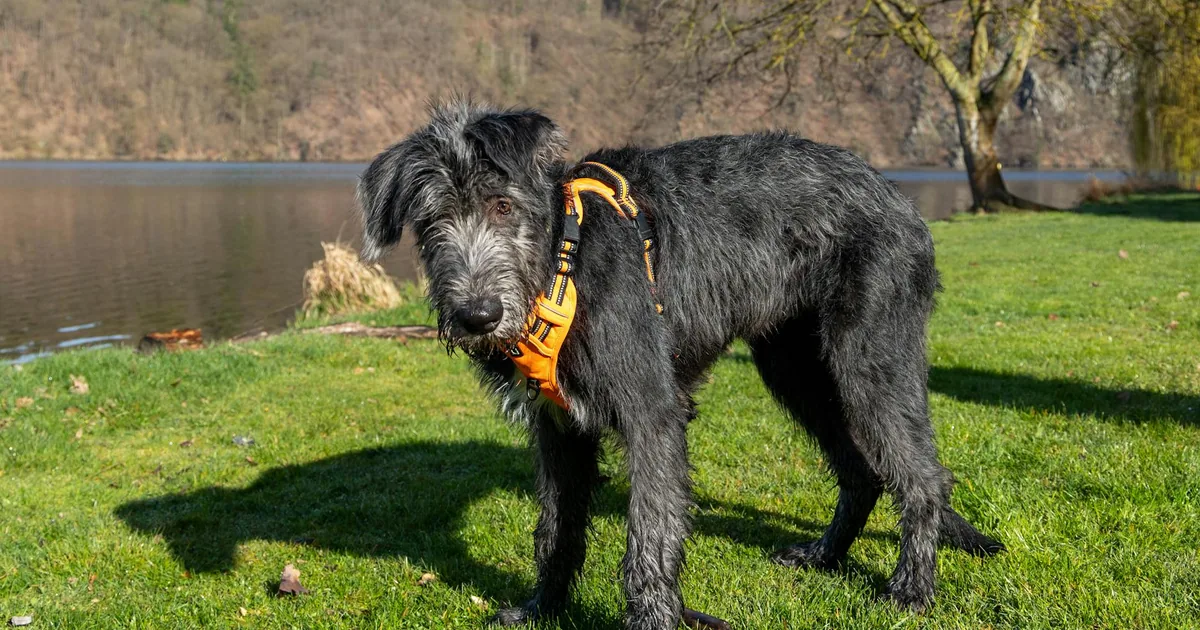 Irish Wolfhound: Todo sobre esta raza gigante y noble