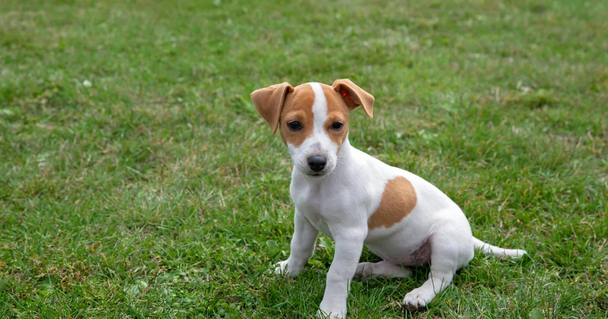 Jack Russell Terrier: Características, Cuidados y Adaptación en Colombia