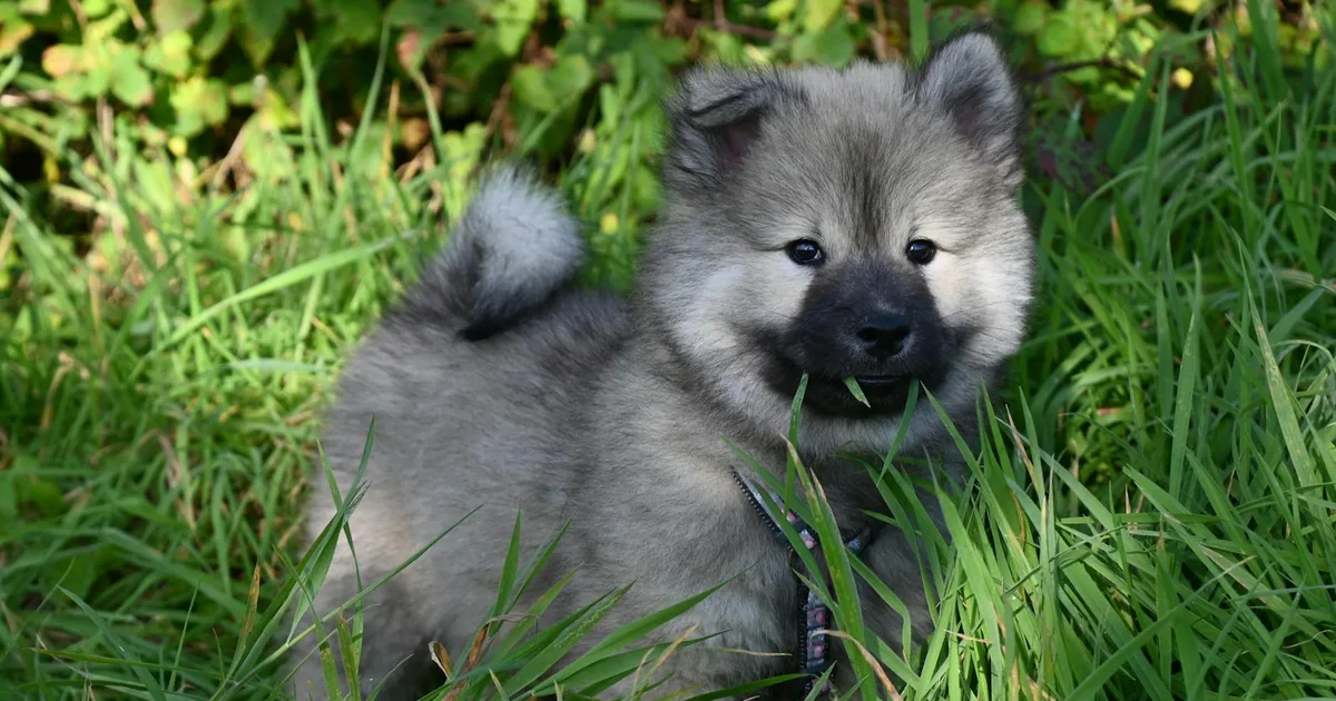 Keeshond: Características, cuidados y adaptación en Colombia