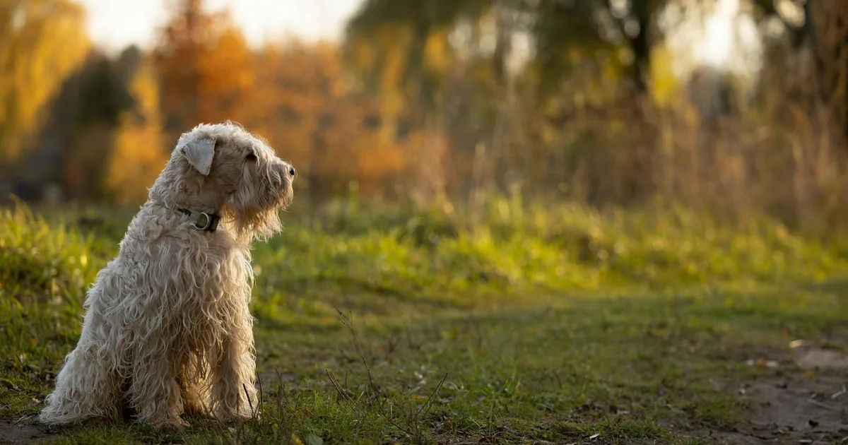 Kerry Blue Terrier: Características y cuidados en Colombia