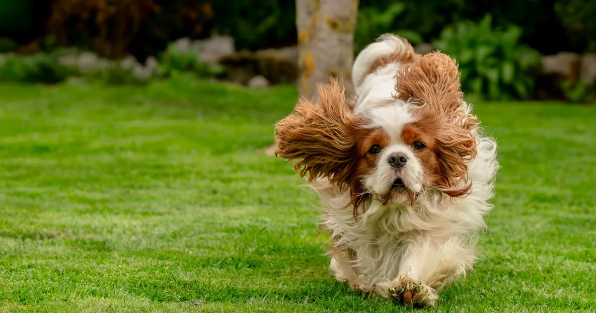 King Charles Spaniel: Características, Cuidados y Adaptación en Colombia