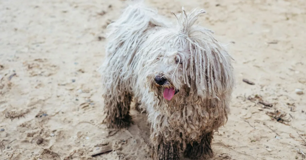 Komondor: Características, Cuidados y Adaptación en Colombia