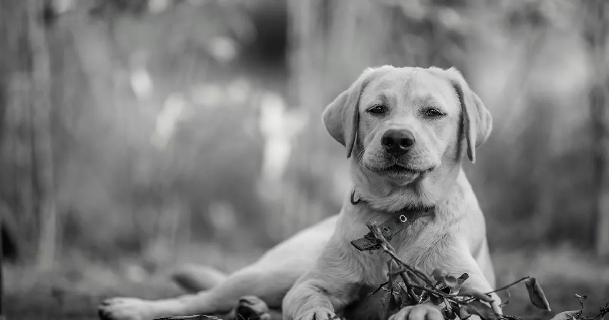 Cuidados Esenciales para tu Labrador Retriever Colombiano