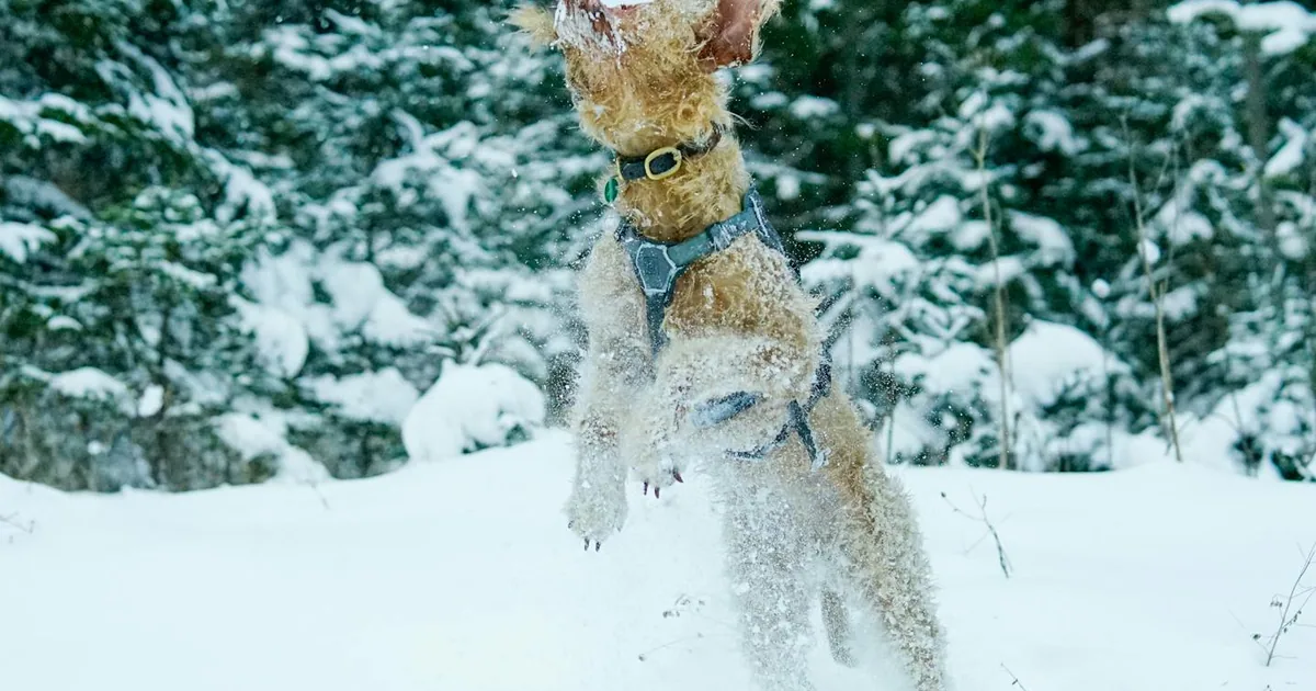 Lakeland Terrier: Características, Cuidados y Adaptación en Colombia