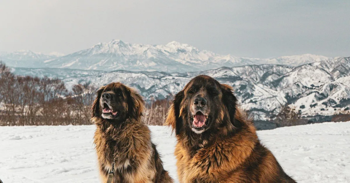 Leonberger: Características, cuidados y adaptación en Colombia