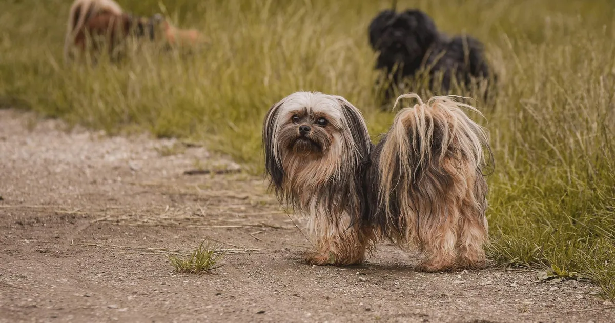 Lhasa Apso: Características, cuidados y adaptación en Colombia