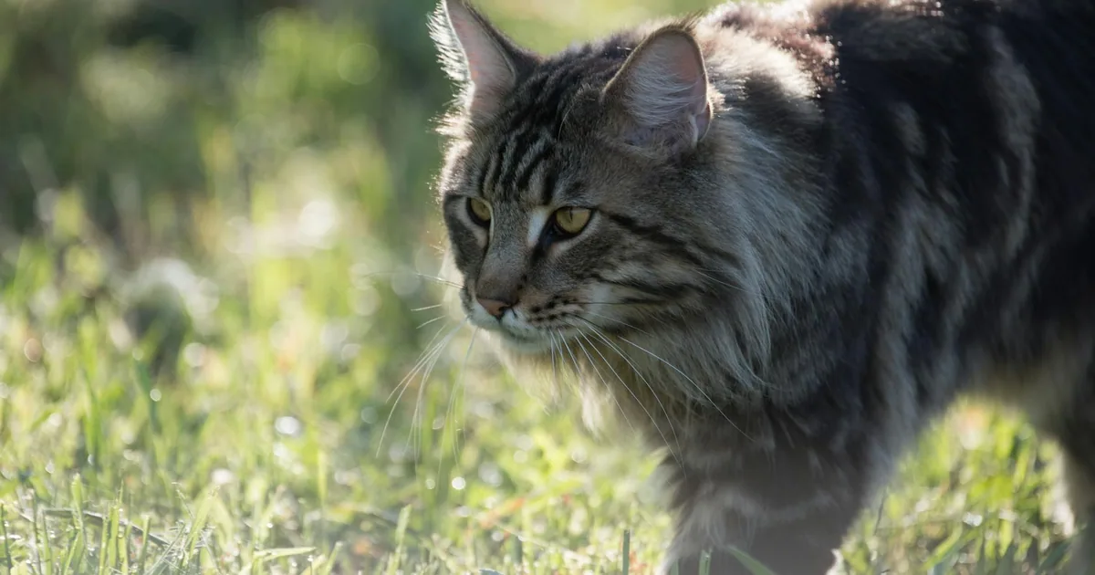 Cuidados y Salud del Gato Maine Coon en Colombia
