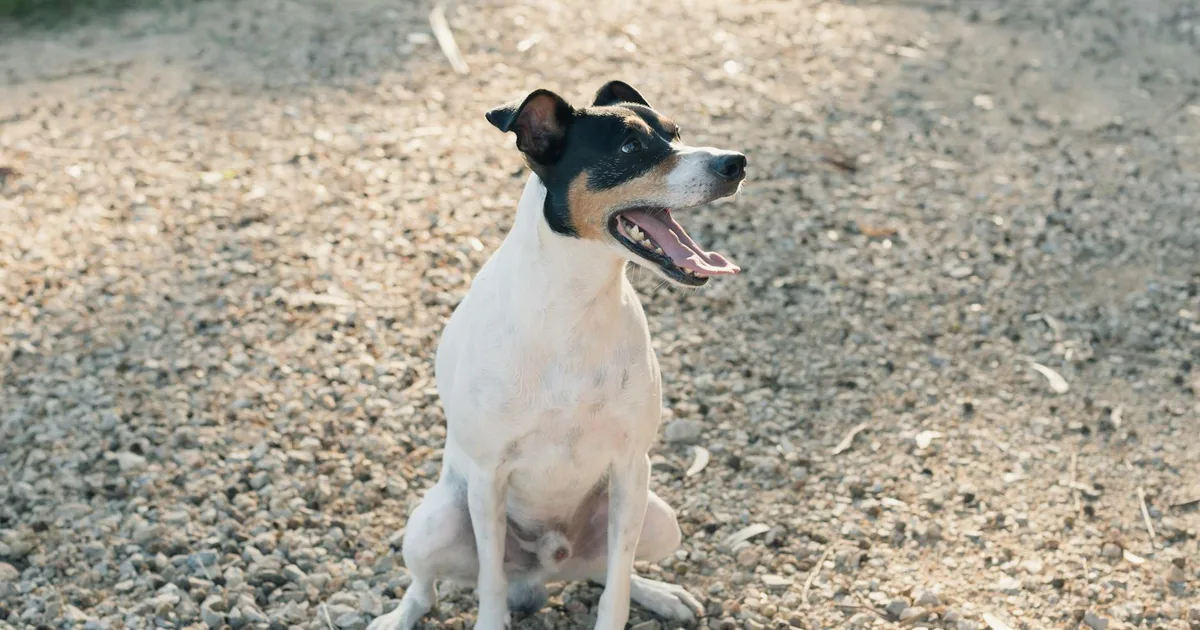 Manchester Terrier: Características y cuidados en Colombia