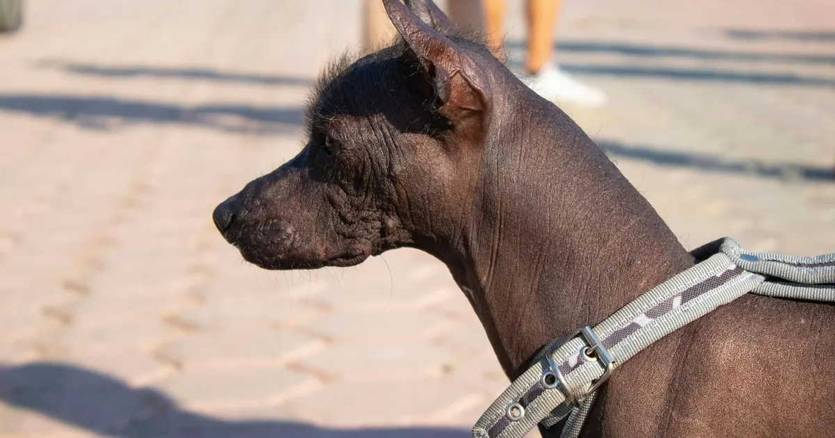 Mestizo / Criollo: Todo lo que debes saber sobre esta raza canina en Colombia