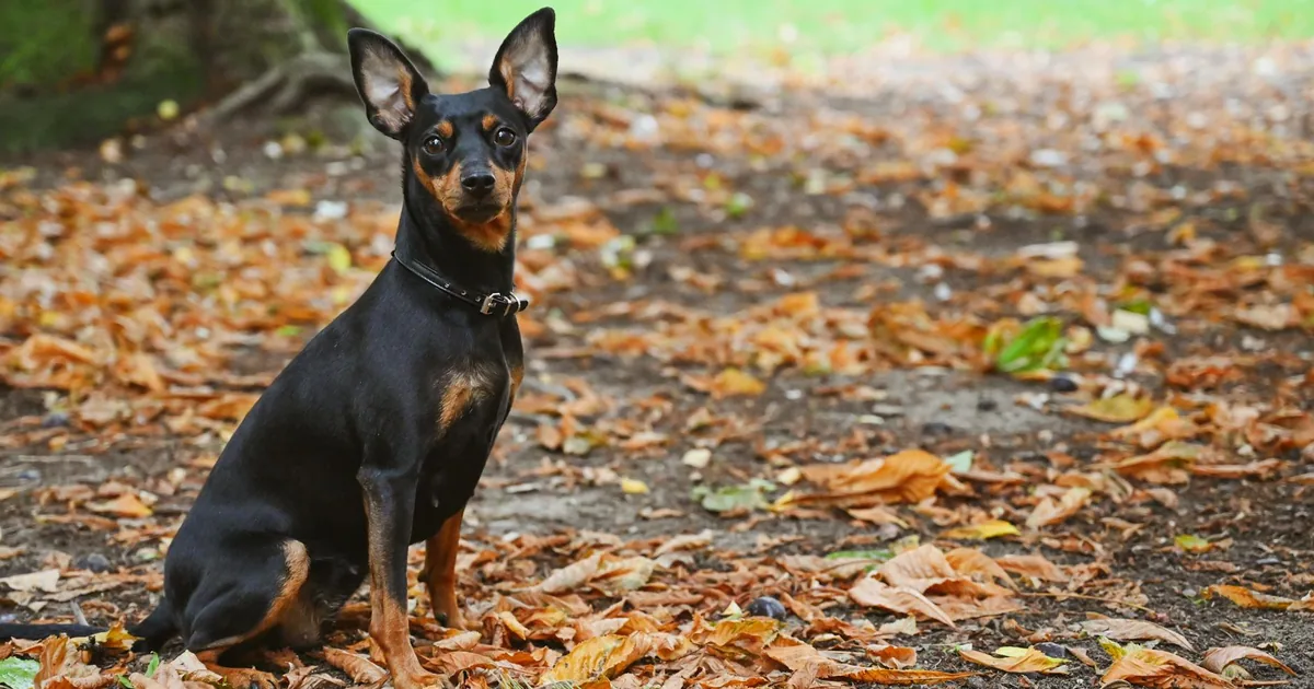 Miniature Pinscher: Características y Cuidados en Colombia