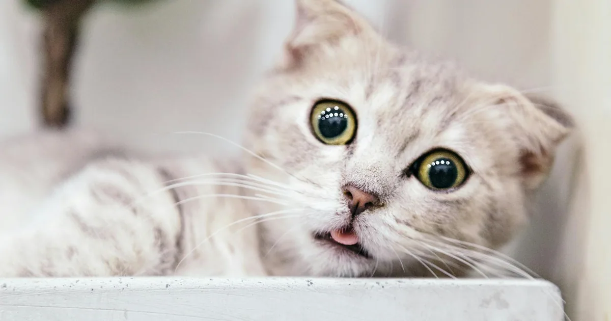 Munchkin - Gatos de Patas Cortas y Gran Personalidad