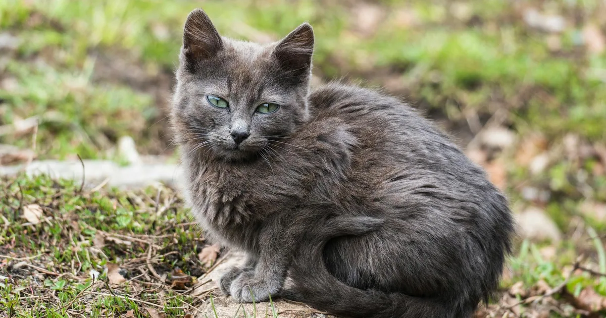 Nebelung – Características, cuidados y adaptación en Colombia