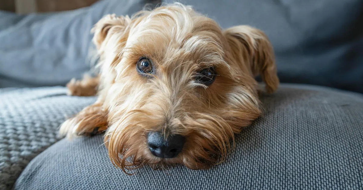 Norfolk Terrier: Características, Cuidados y Adaptación en Colombia