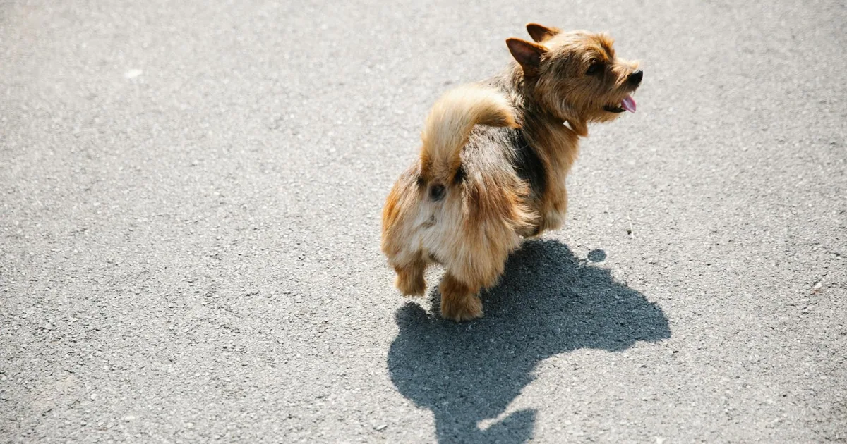 Norwich Terrier: Características, cuidados y adaptación en Colombia