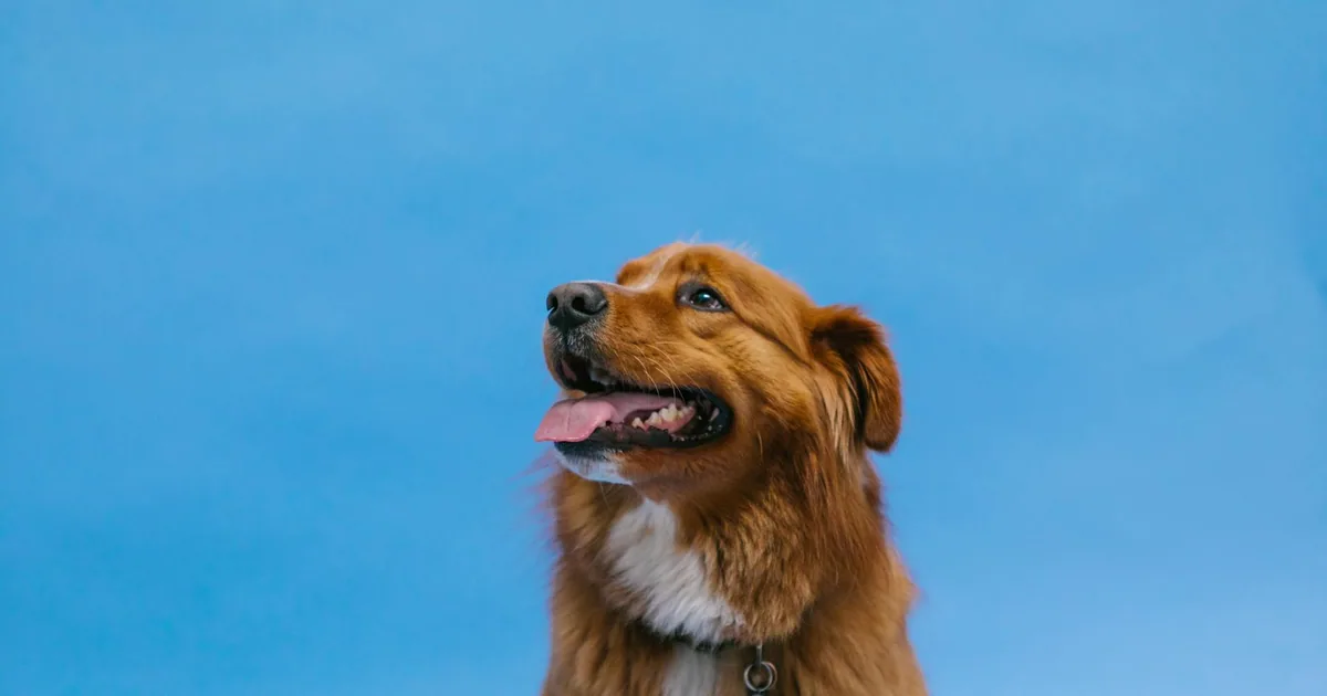 Nova Scotia Duck Tolling Retriever: Guía Completa para Colombia