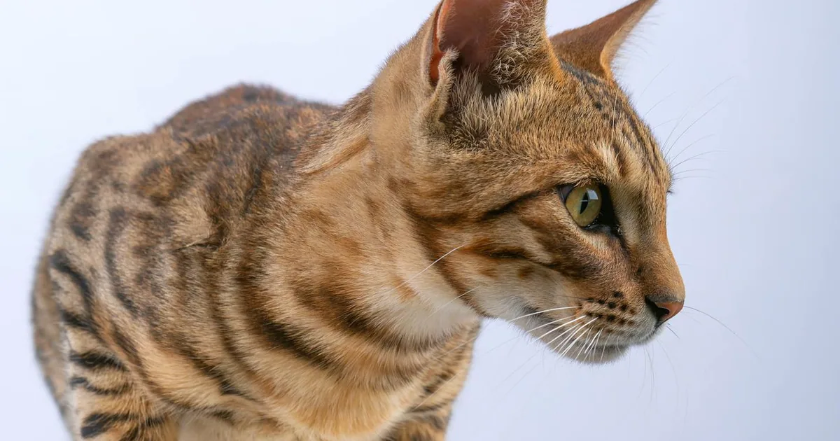 Ocicat - El Gato Salvaje con Alma Doméstica