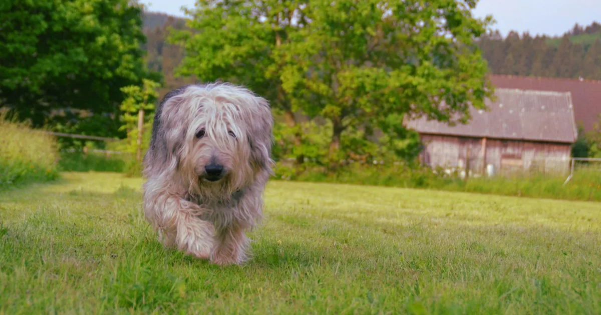 Old English Sheepdog: Características y Cuidados en Colombia