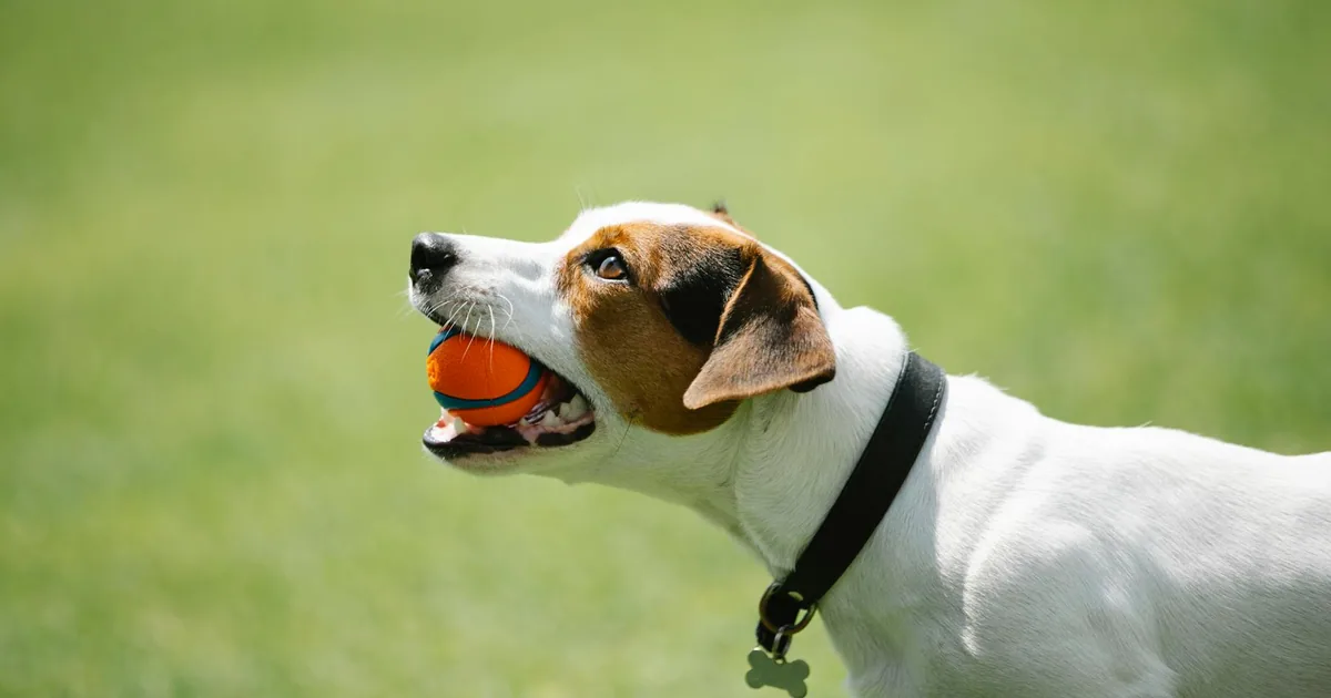 Parson Russell Terrier: Características y cuidados en Colombia