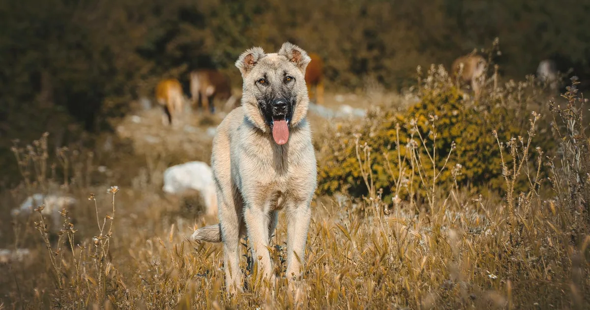 Enfermedades Frecuentes en Pastores Alemanes: Guía Veterinaria Completa