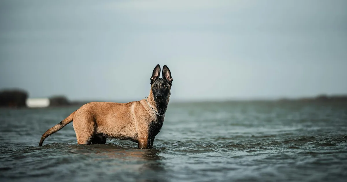 Pastor Belga Malinois: Características y Cuidados en Colombia