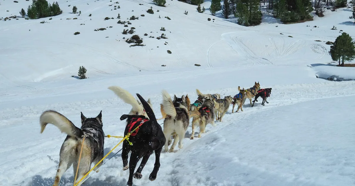 Perro de Montaña del Pirineo: Características y cuidados en Colombia
