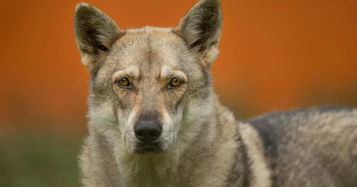 Perro Lobo Checoslovaco: Características y Cuidados en Colombia