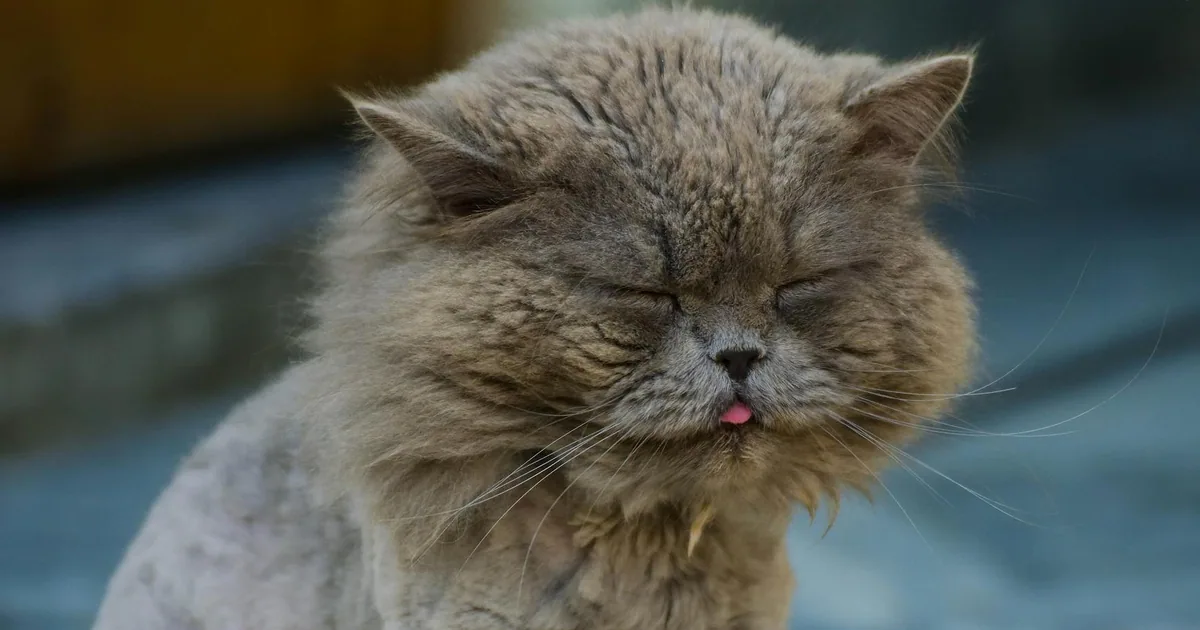 Cuidados Esenciales para Gatos Persas en Colombia