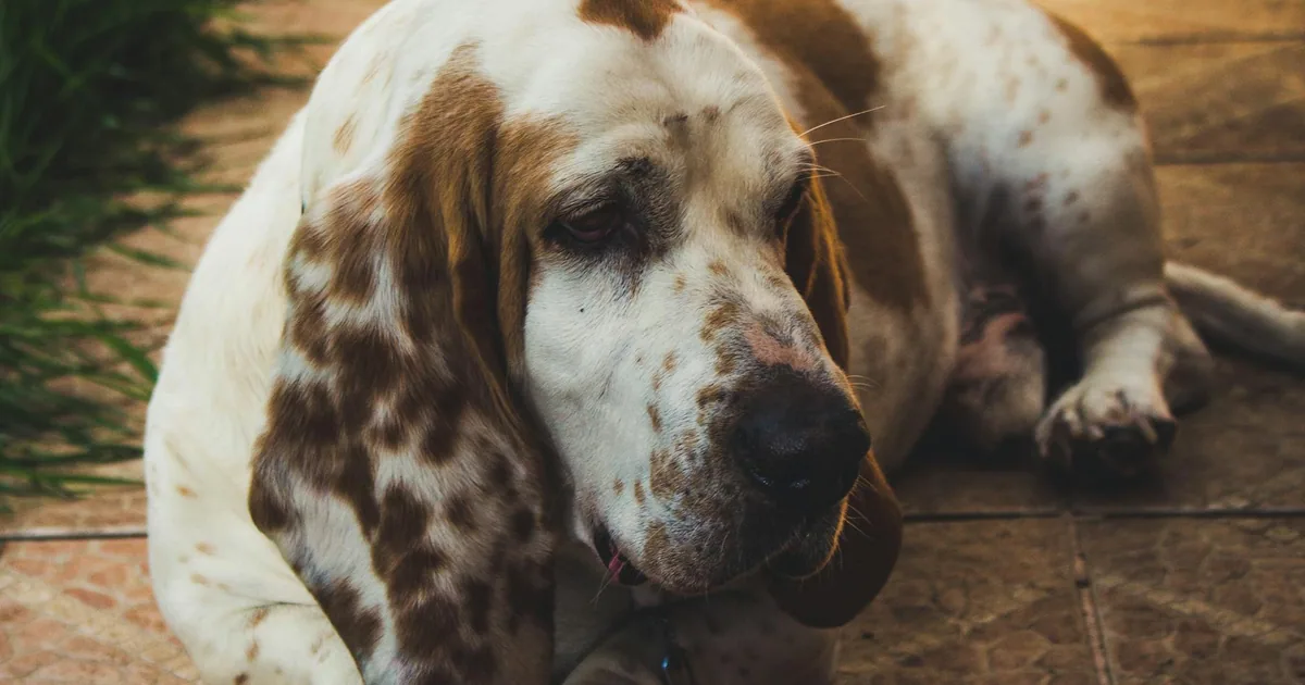 Petit Basset Griffon Vendéen: Características y cuidados en Colombia