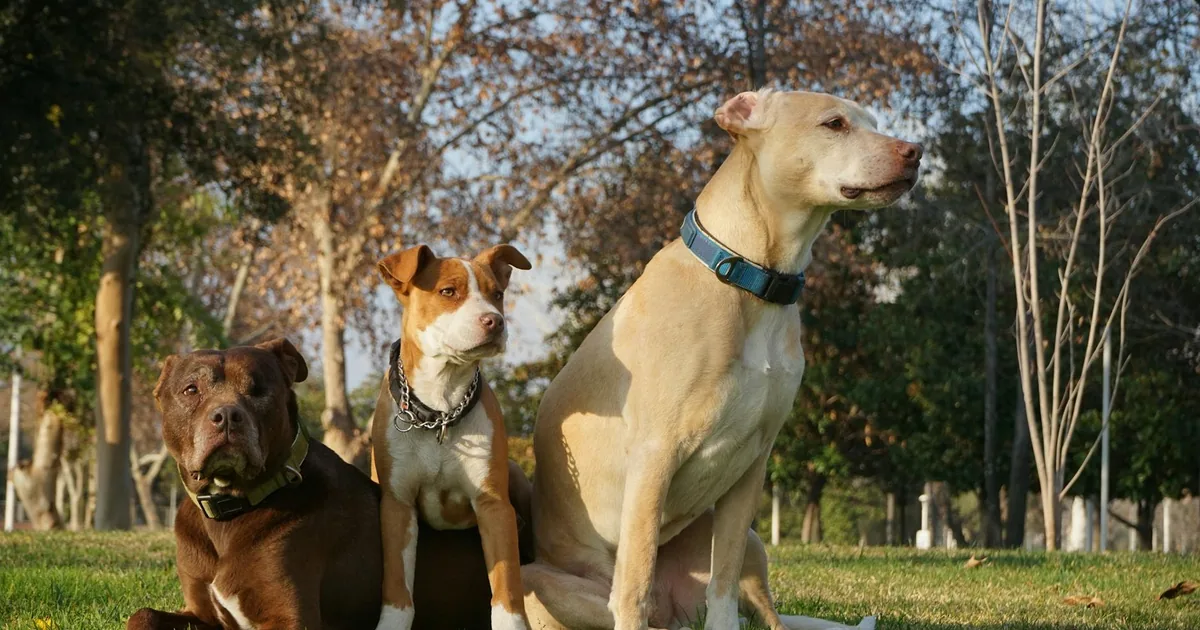 Cuidados y Salud de los Pitbulls en Colombia