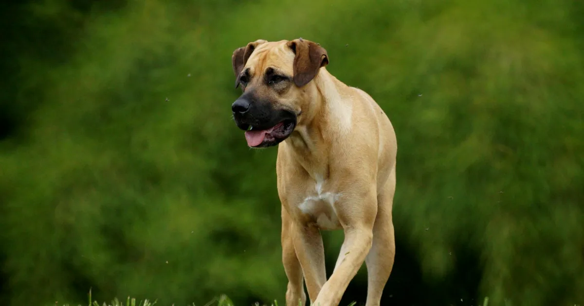 Presa Canario: Características, Cuidados y Adaptación en Colombia