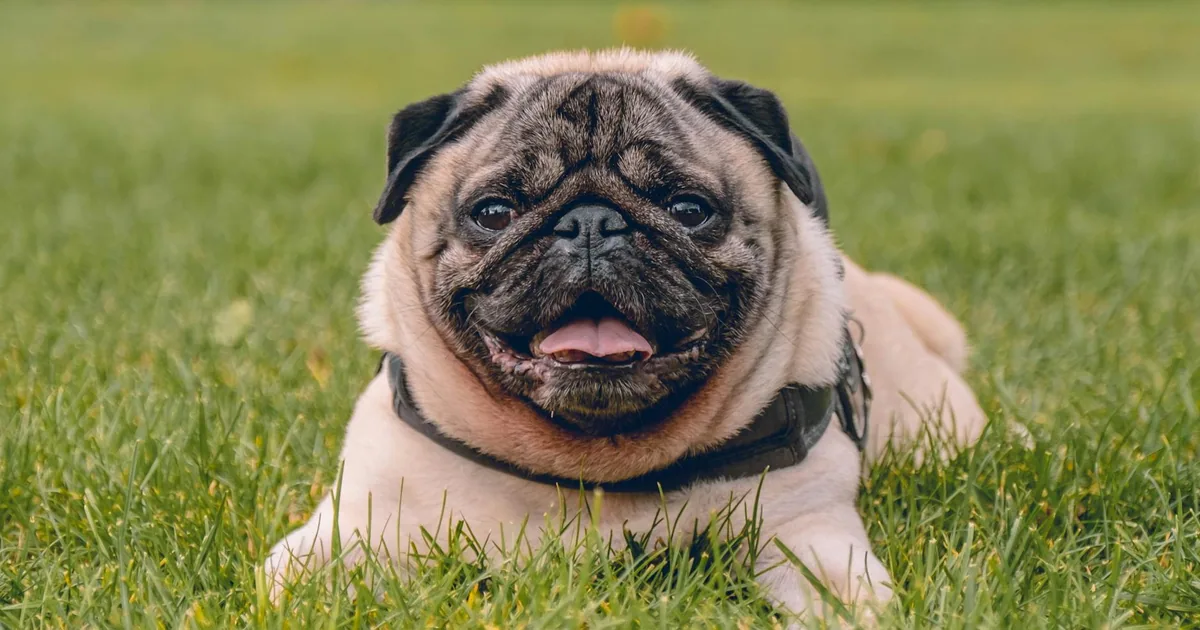 Pug: Características y cuidados esenciales en Colombia