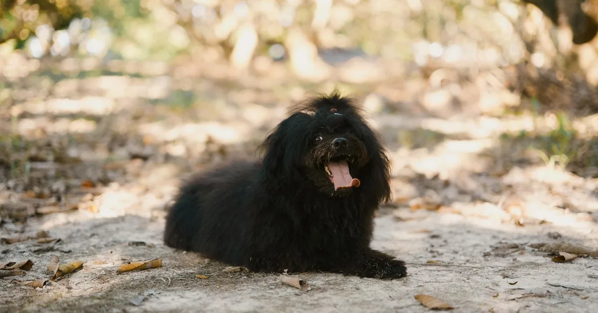 Puli: Características, Cuidados y Adaptación en Colombia