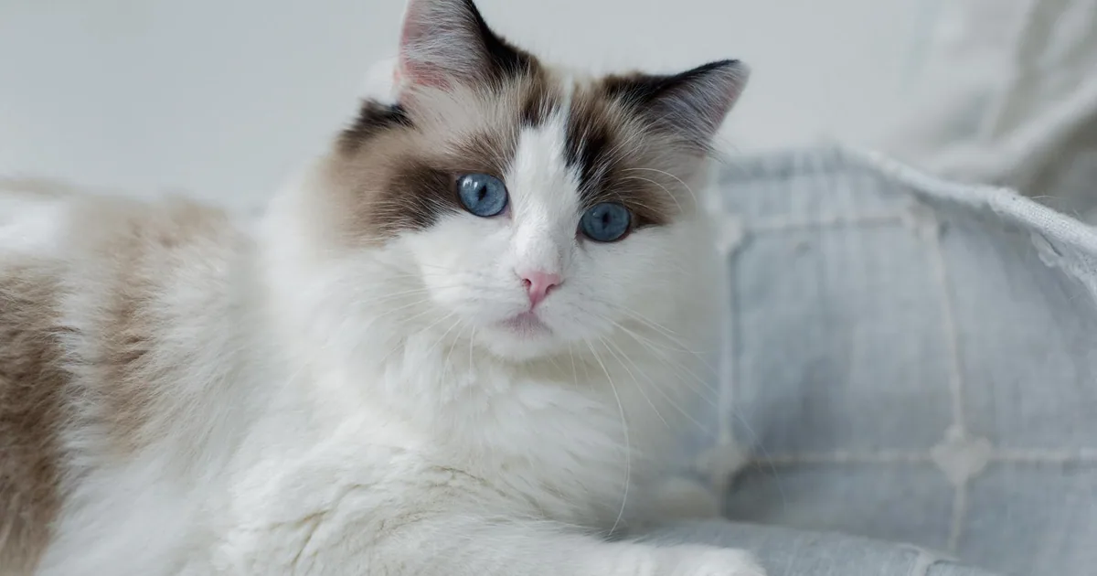 Cuidados Esenciales para Gatos Ragdoll: Guía Completa