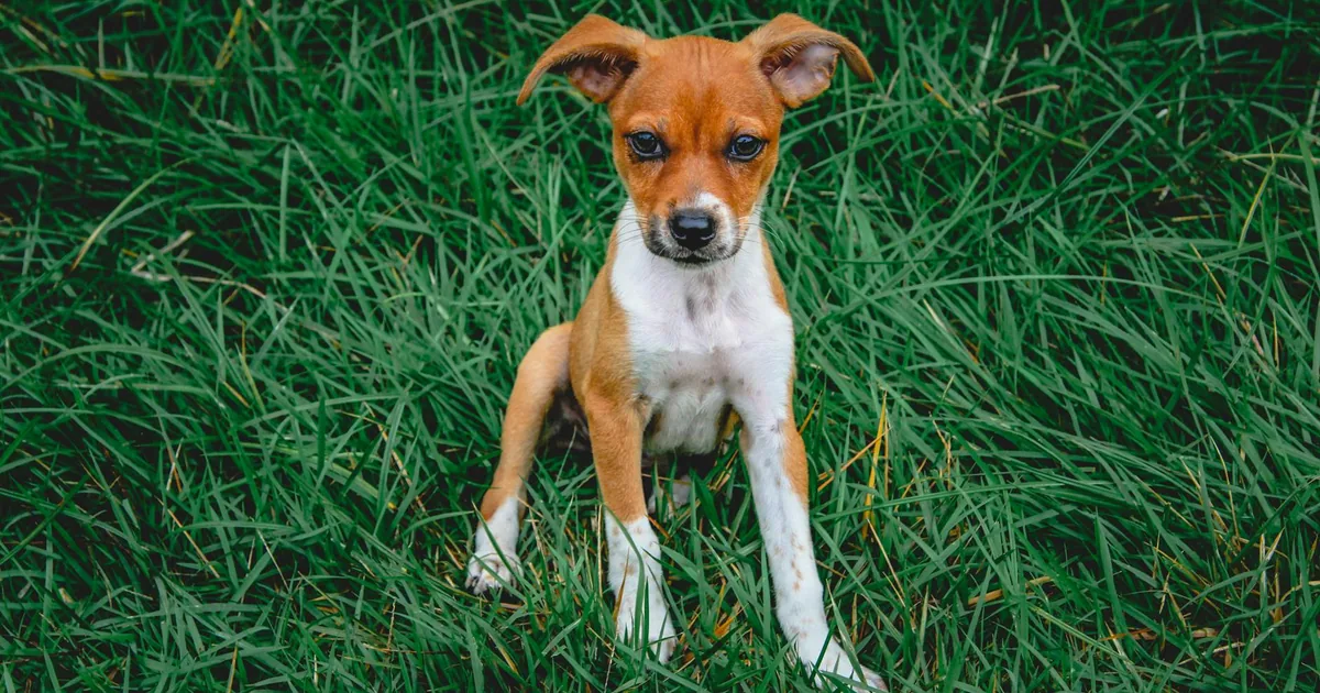 Rat Terrier: Características, cuidados y adaptación en Colombia