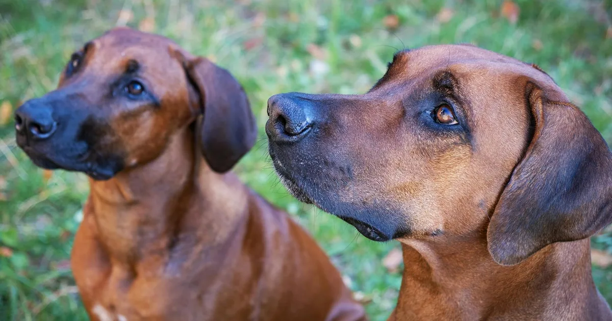 Rhodesian Ridgeback: Características y cuidados en Colombia
