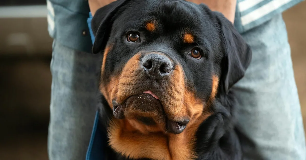 Cuidados Esenciales para Rottweilers en Colombia: Guía Veterinaria
