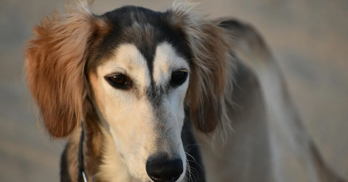 Saluki: Características, cuidados y adaptación en Colombia