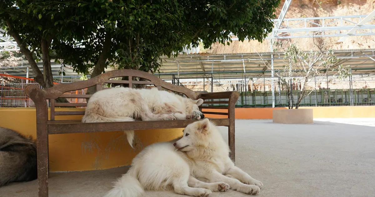 Samoyedo - Características, cuidados y adaptación en Colombia