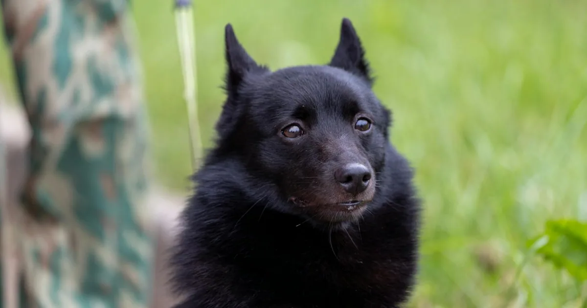 Schipperke – Características, Cuidados y Adaptación en Colombia