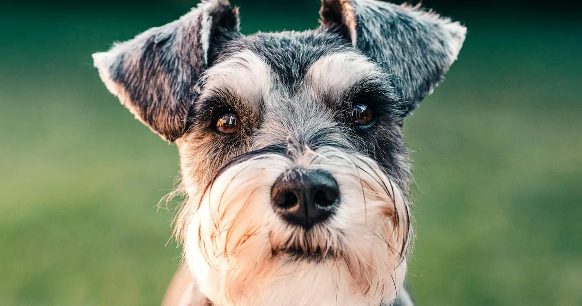 Cuidados Esenciales para tu Schnauzer Miniatura