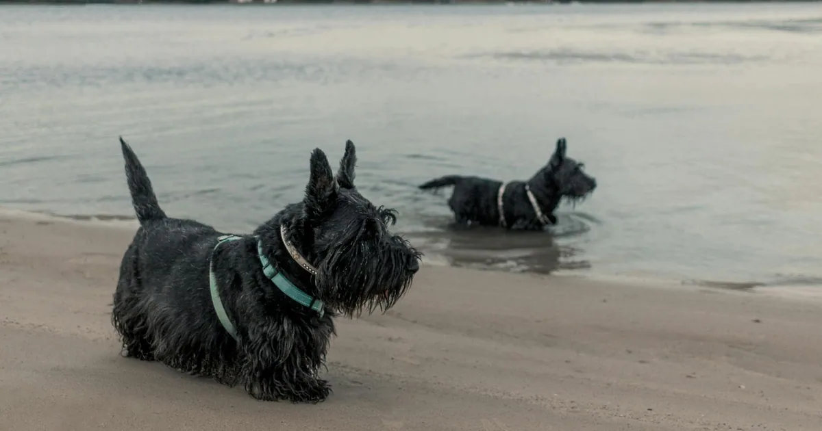 Scottish Terrier: Características, Cuidados y Adaptación en Colombia